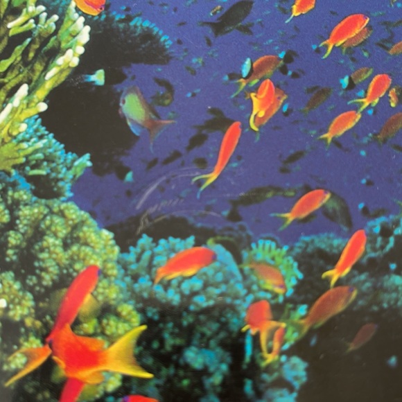 Diving Coffee Table Book World’s Best Sites - Picture 8 of 11